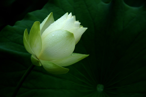 清纯